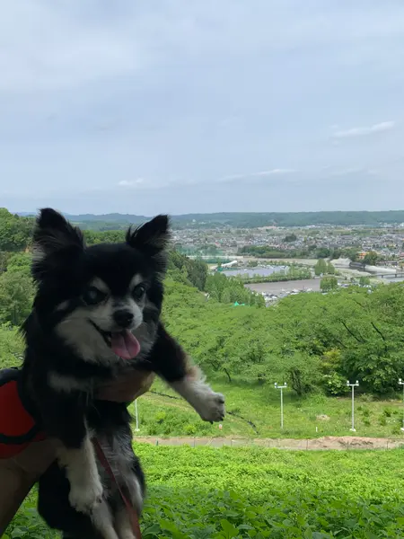 丘の上からの景色