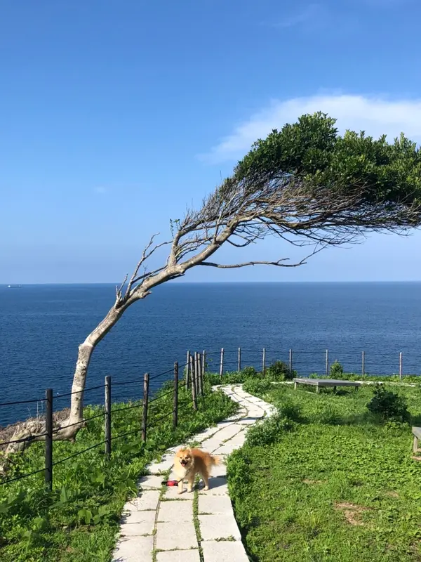 風で横流れの木