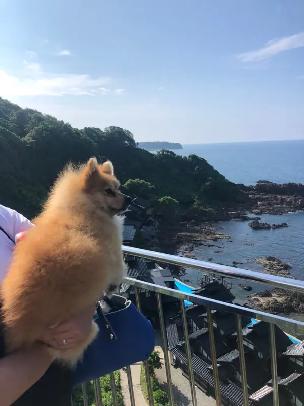 この展望 結構ゆれます