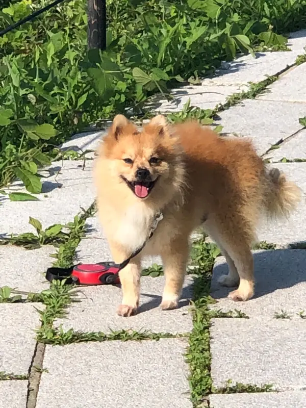 ぁちぃです