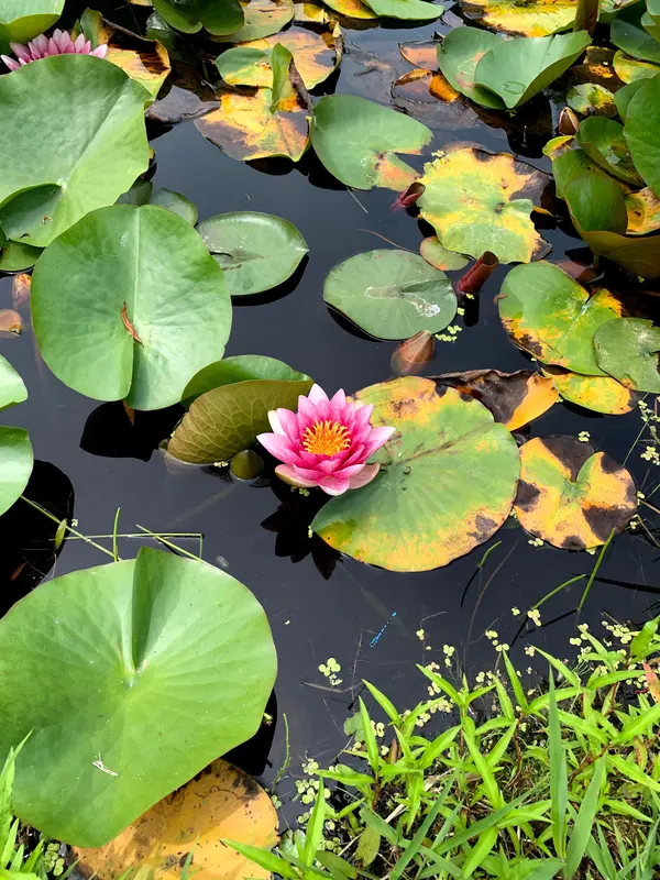 可愛いお花が浮かぶトンボ池💐