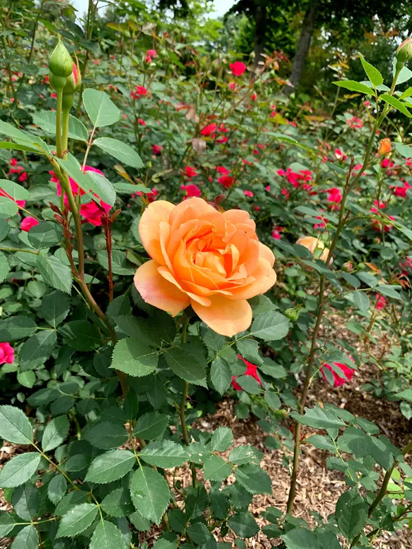 オレンジのバラ