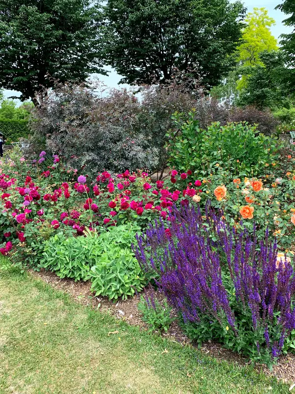 ちょうど見頃だったバラ🌹