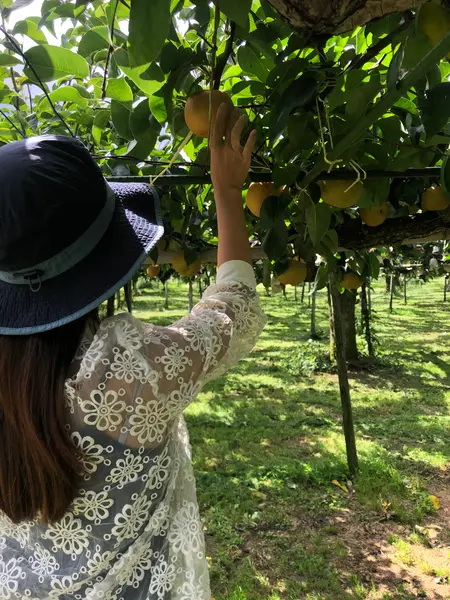 もぎたて梨🍐