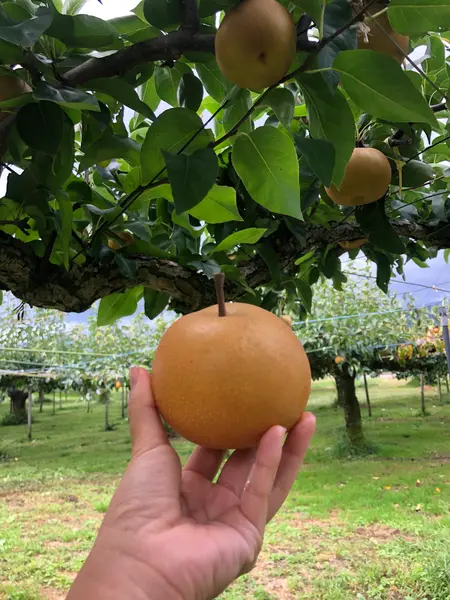 旬の梨は、幸水と21世紀🍐