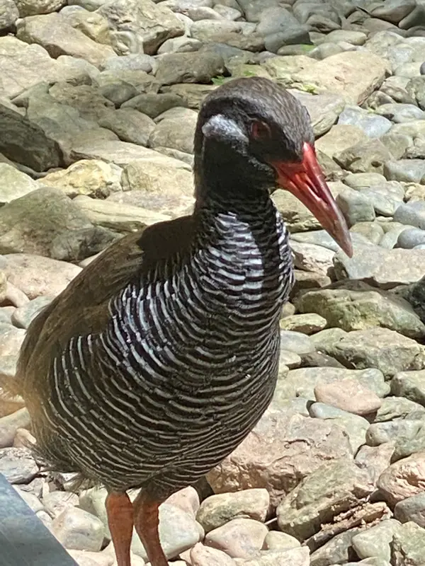 クータくん