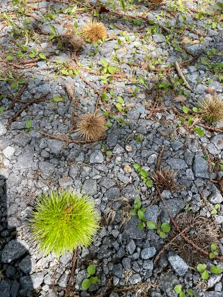 栗🌰