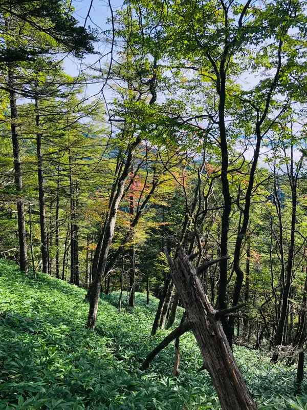 紅葉🍁は未だこれから…