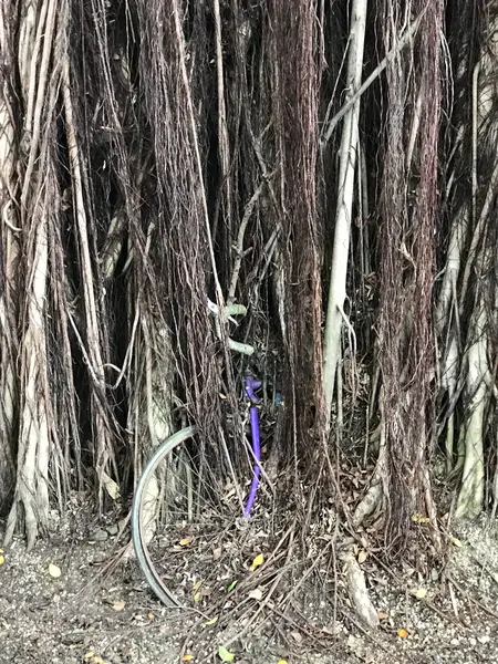 台中文学館ガジュマルの木