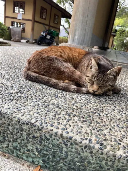 🐈にも遭遇