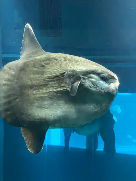 マンボウや亀、サメ大きな魚がいっぱい🦈