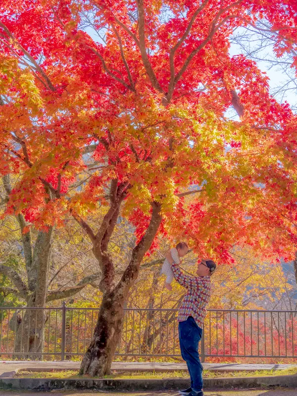 地元の方の思いが詰まったもみじの風景