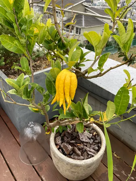 変わった植物🪴