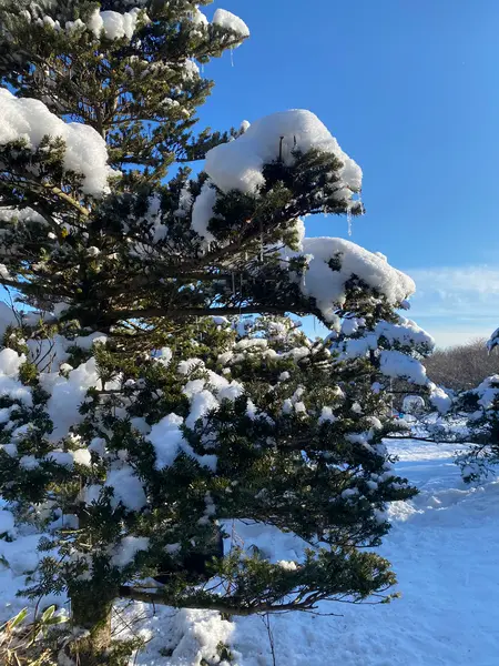 천백고지 풍경（天白高地の風景）