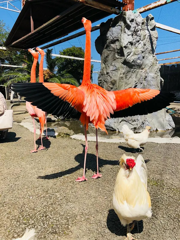 フラミンゴ近い！🦩