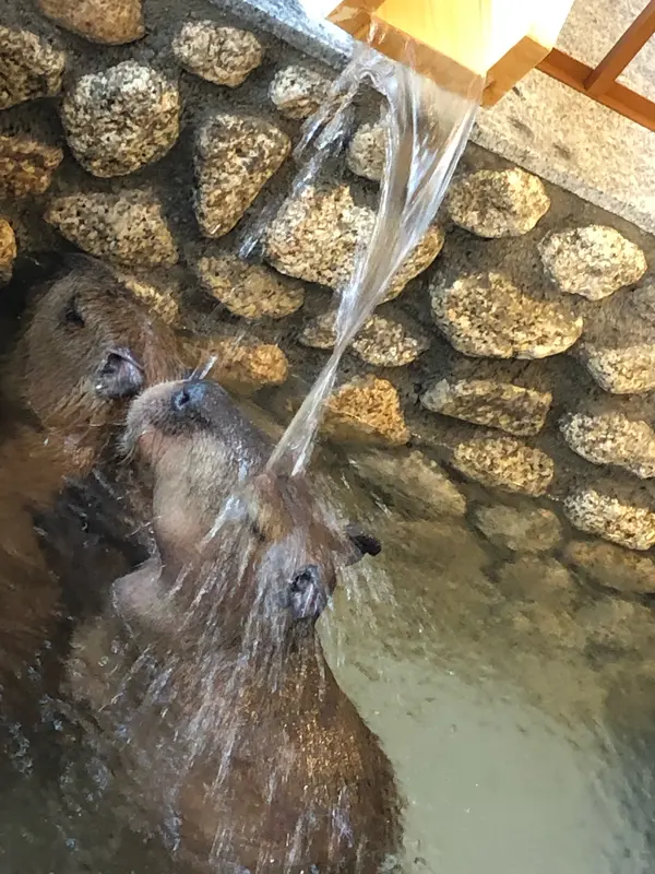 カピバラさんの打たせ湯