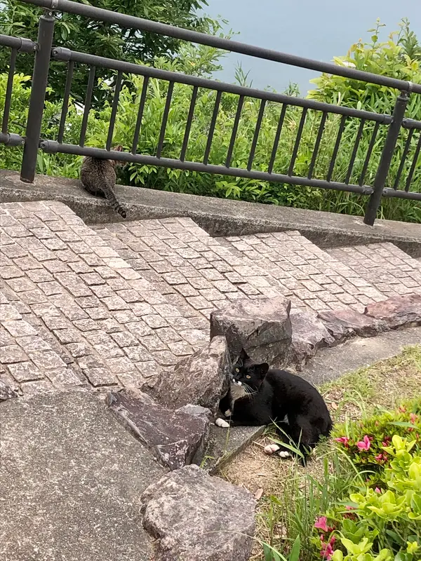 展望台の側にいた可愛い猫たち