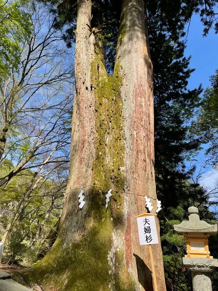 夫婦杉