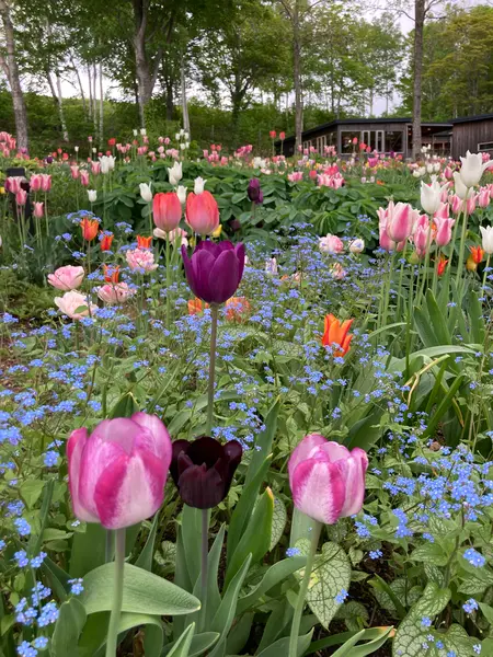 チューリップの季節でした