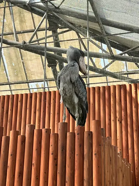 ハシビロコウふたばちゃん