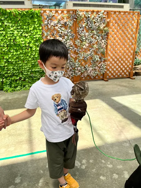 手乗りフクロウのイベント