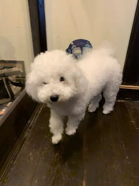 看板犬のくくちゃん