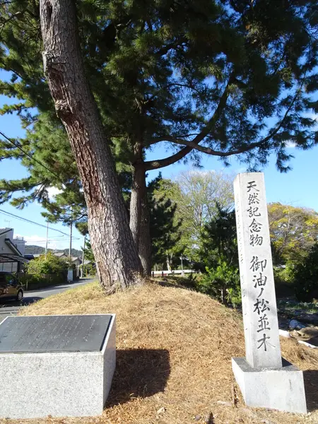 御油の松並木