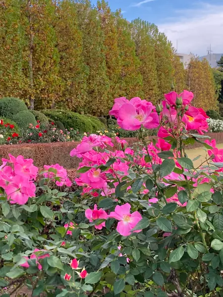 整形式庭園　秋薔薇🌹