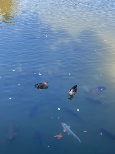 カッモ🦆