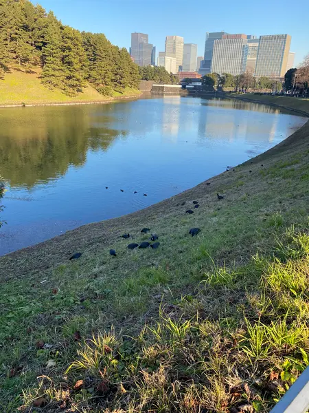 都市に生きるカモ