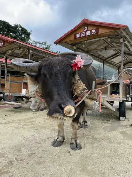 水牛車に乗ろう！