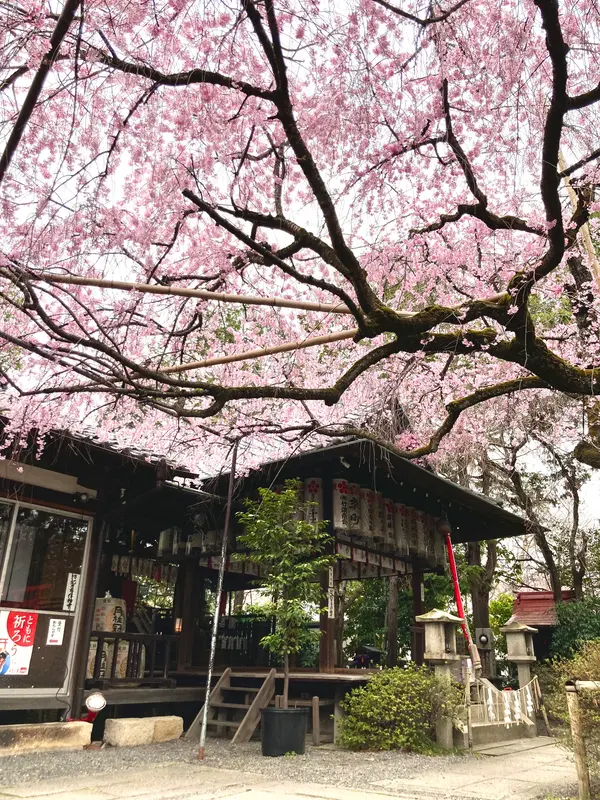 拝殿にも桜