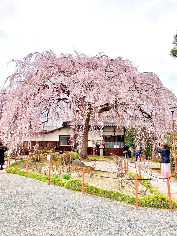 存在感ある枝垂桜🌸