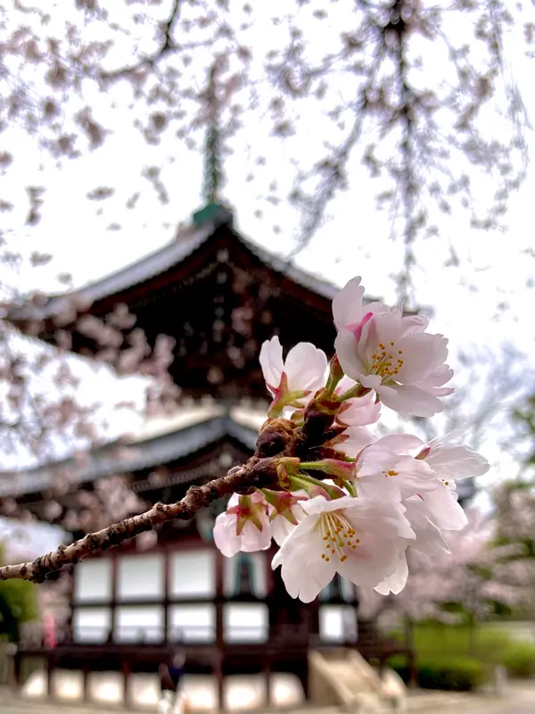 多宝塔と桜