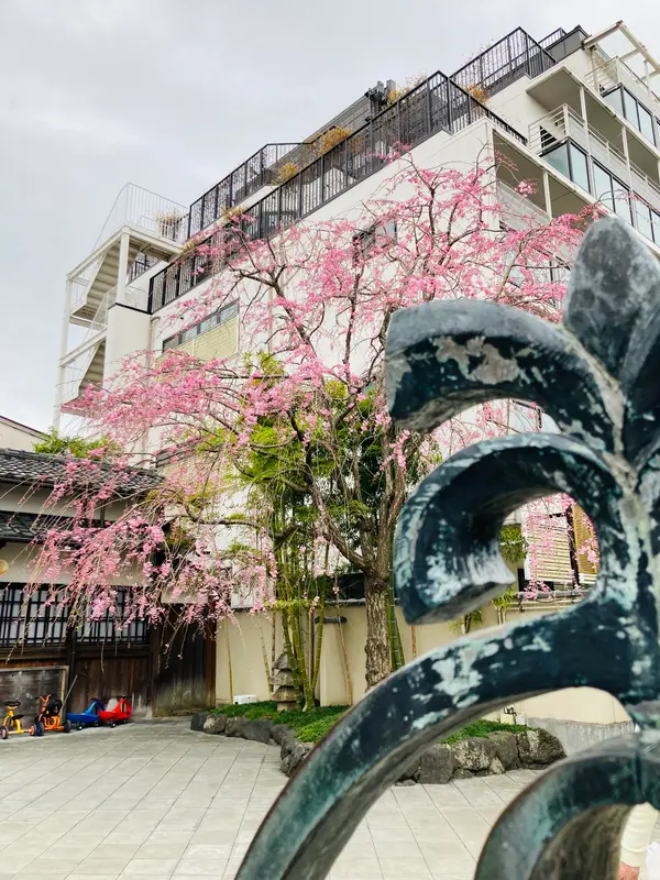 感謝の一本桜