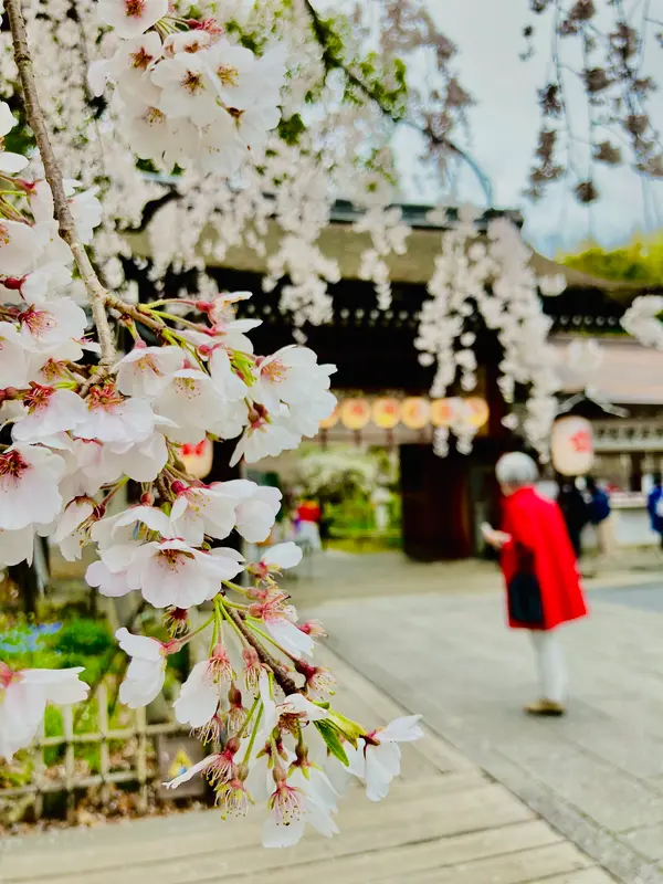 魁(さきがけ)桜