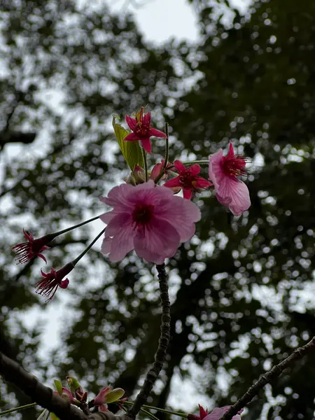 高徳院内の桜