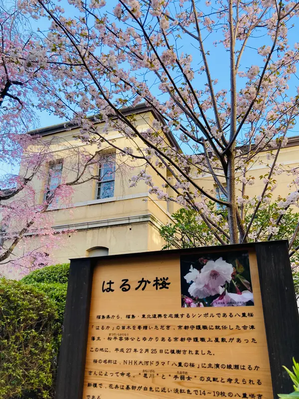 大河ドラマゆかりの桜も