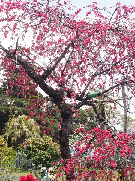 色とりどりの花を見ながらシーキャンドルへ。
