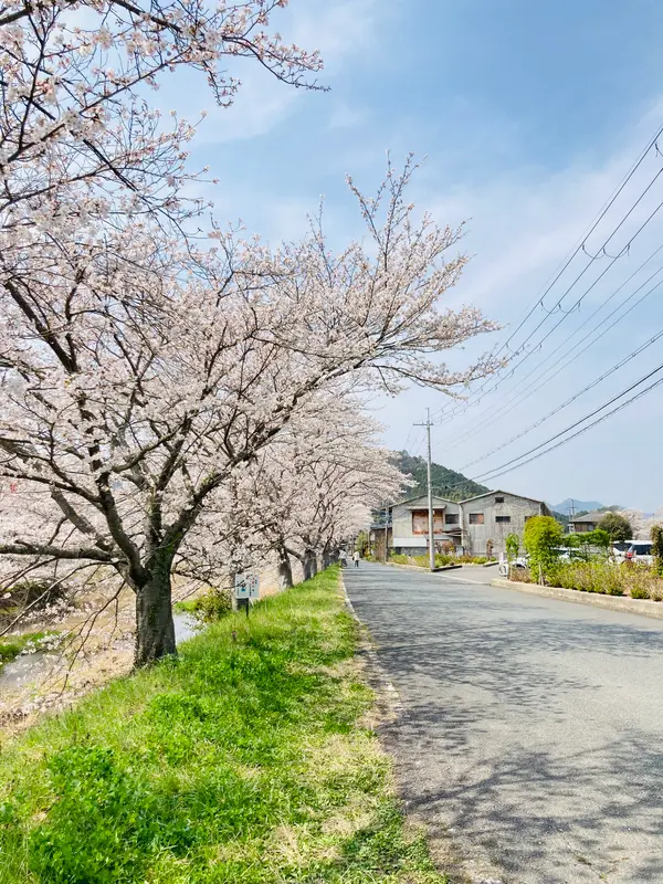 桜吹雪の小径と化してました