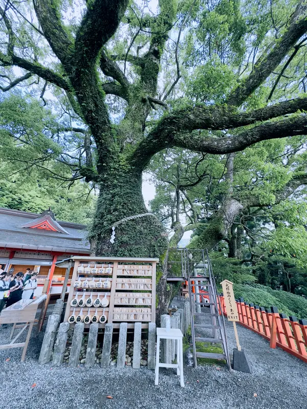 大楠胎内めぐり