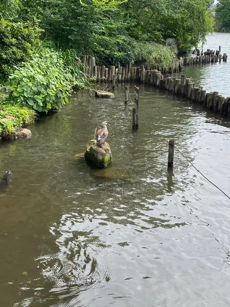 duck on rock🪨