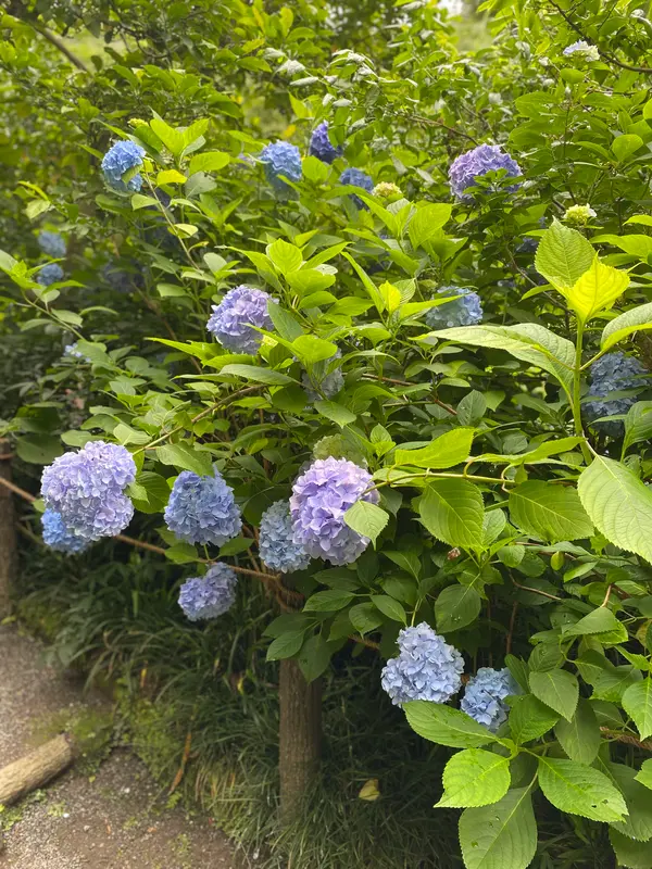 梅雨の楽しみ