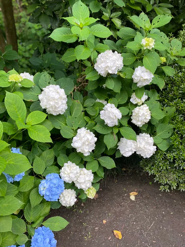 白い紫陽花
