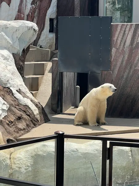 暑さでバテちゃう白熊