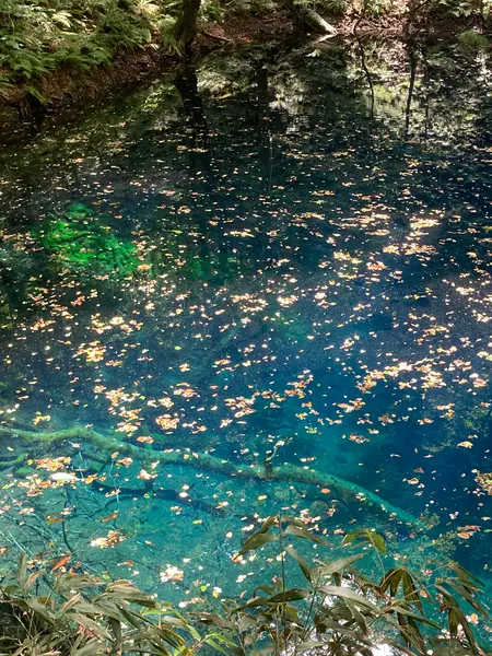 青池