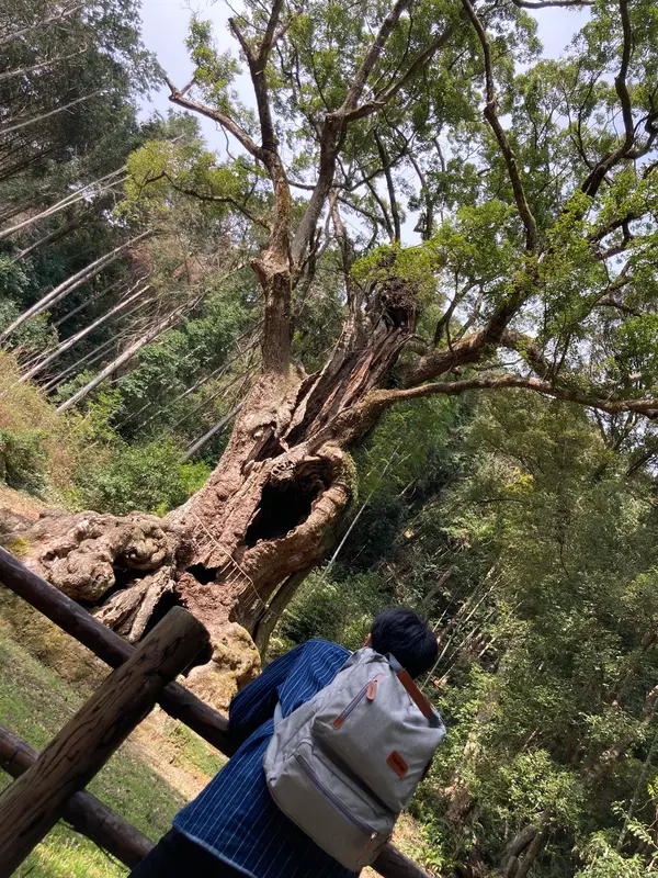 樹齢はナント！3000年！