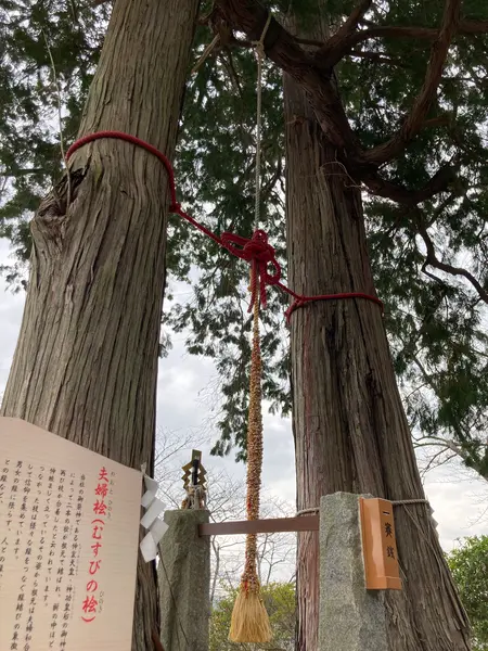 夫婦桧