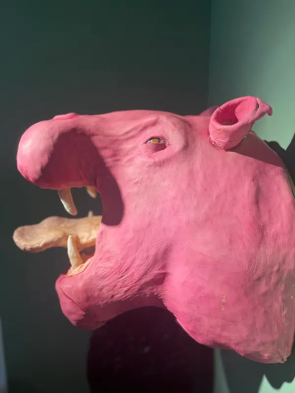 ピンクの象🐘🩷