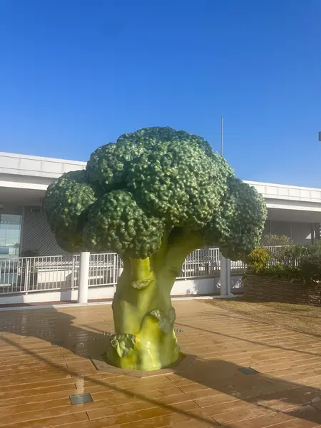 テラスにあるブロッコリー🥦